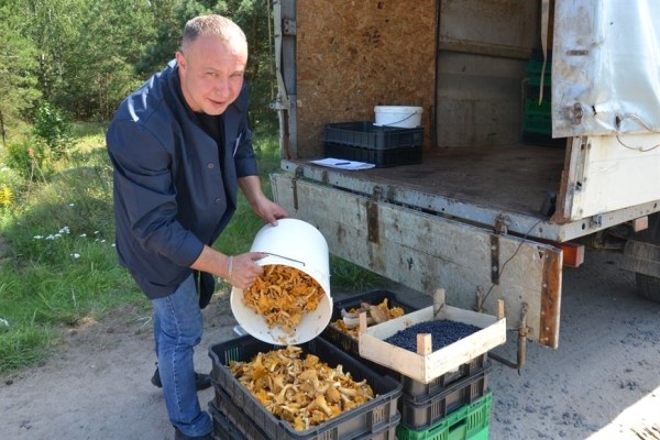 В лес на заработки. Сколько денег можно получить за сбор грибов и ягод В лес на заработки. Сколько денег можно получить за сбор грибов и ягод