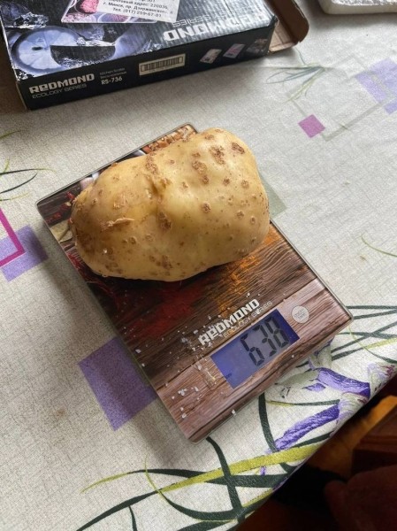 Помидор весом в килограмм! И это не предел − белорусы хвастаются гигантскими дарами лета