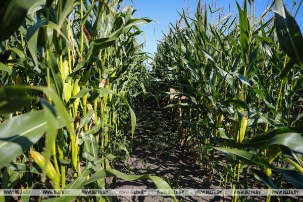 В Малоритском районе довольны урожаем кукурузы