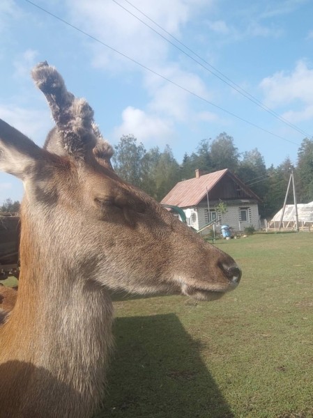 В Беларуси олень напугал женщину в лесу и собрал более 1,5 млн просмотров в TikTok. Поговорили с его хозяином
