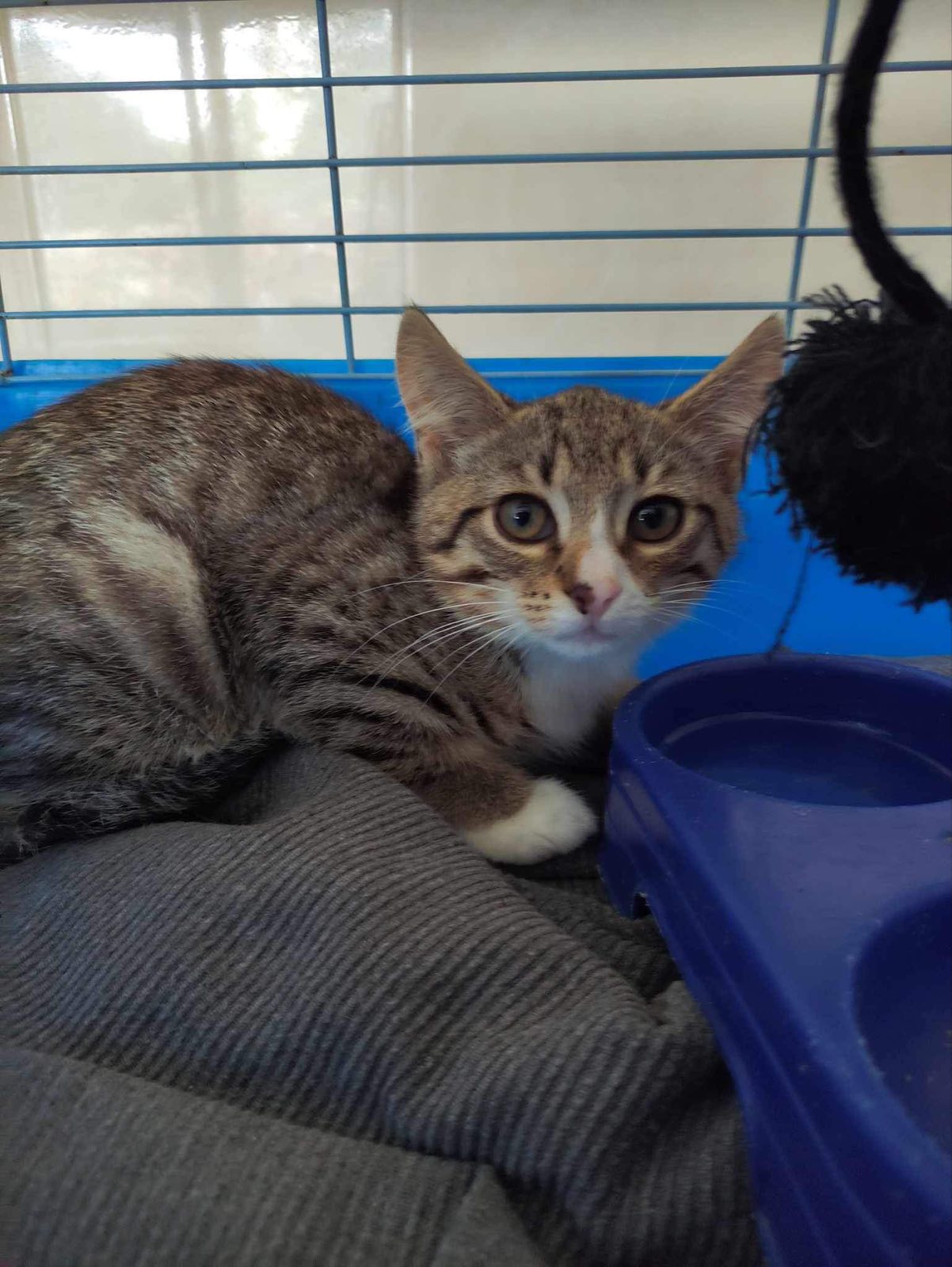 Витебскому приюту для животных «Добрик» — 12 лет