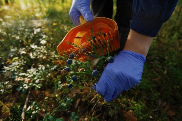 Заработала на чернике, чтобы купить iPhone 13 — девушка из Кобринского района рассказала, чем занимается и о чем мечтает Заработала на чернике, чтобы купить iPhone 13 — девушка из Кобринского района рассказала, чем занимается и о чем мечтает