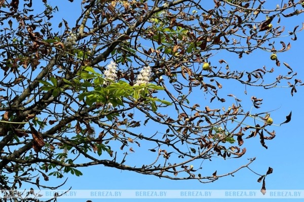 В Березе повторно зацвели каштаны. Фотофакт