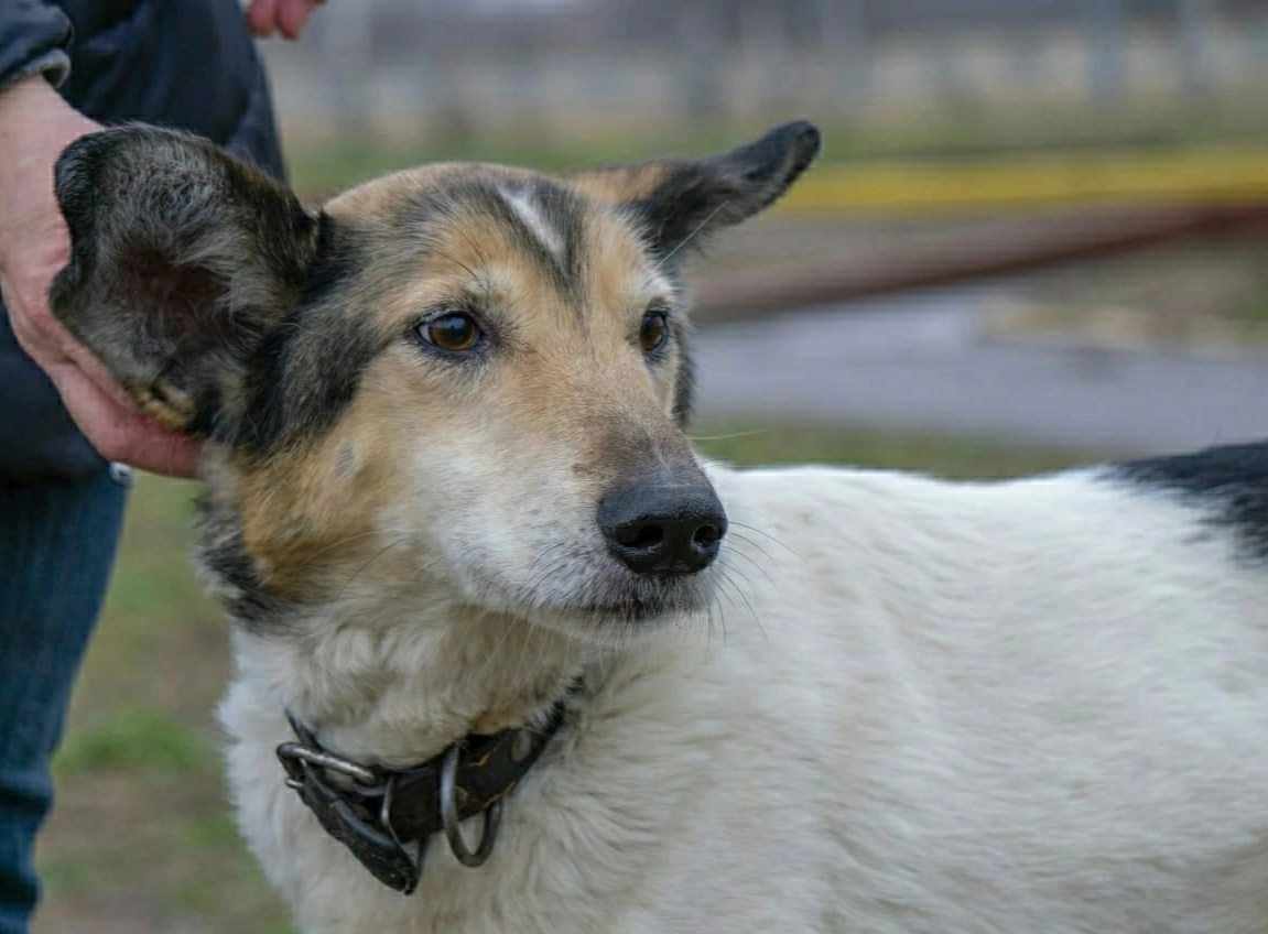 Витебскому приюту для животных «Добрик» — 12 лет