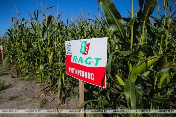 В Малоритском районе довольны урожаем кукурузы