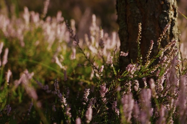 Заработала на чернике, чтобы купить iPhone 13 — девушка из Кобринского района рассказала, чем занимается и о чем мечтает Заработала на чернике, чтобы купить iPhone 13 — девушка из Кобринского района рассказала, чем занимается и о чем мечтает