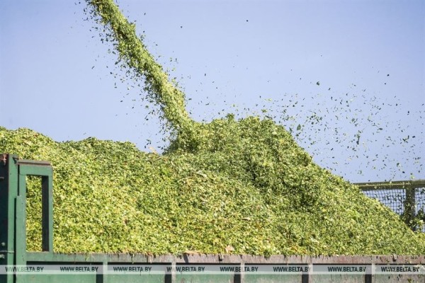 В Малоритском районе довольны урожаем кукурузы