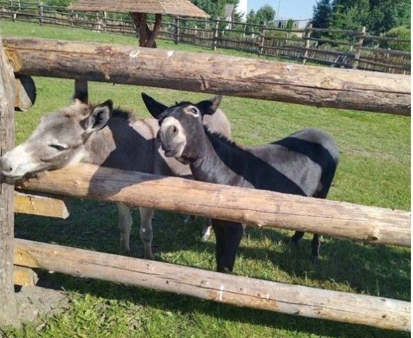 Завели «Москвич-412» и поехали! Белорусы рассказали, как преодолели 1 300 км на раритете и нигде не сломались