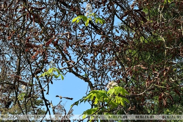 В Березе повторно зацвели каштаны. Фотофакт