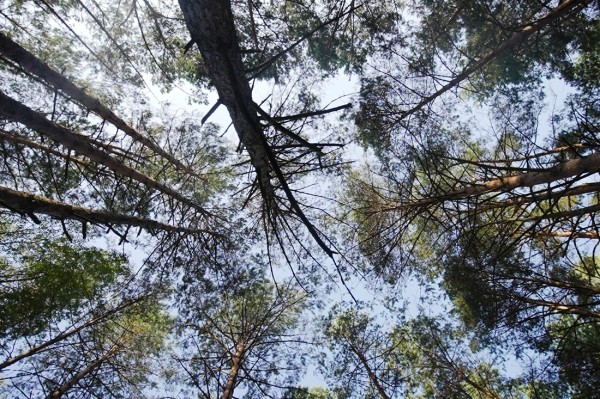 Заработала на чернике, чтобы купить iPhone 13 — девушка из Кобринского района рассказала, чем занимается и о чем мечтает Заработала на чернике, чтобы купить iPhone 13 — девушка из Кобринского района рассказала, чем занимается и о чем мечтает