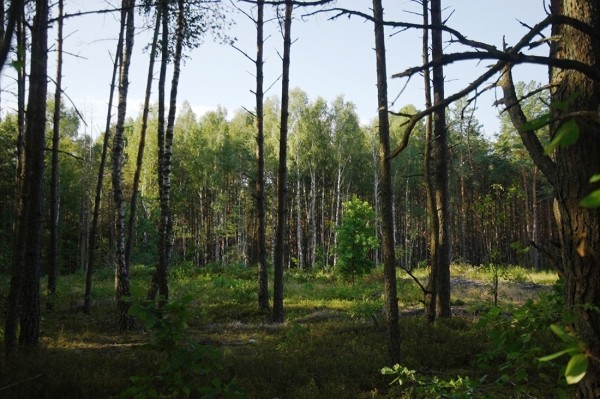 Заработала на чернике, чтобы купить iPhone 13 — девушка из Кобринского района рассказала, чем занимается и о чем мечтает Заработала на чернике, чтобы купить iPhone 13 — девушка из Кобринского района рассказала, чем занимается и о чем мечтает