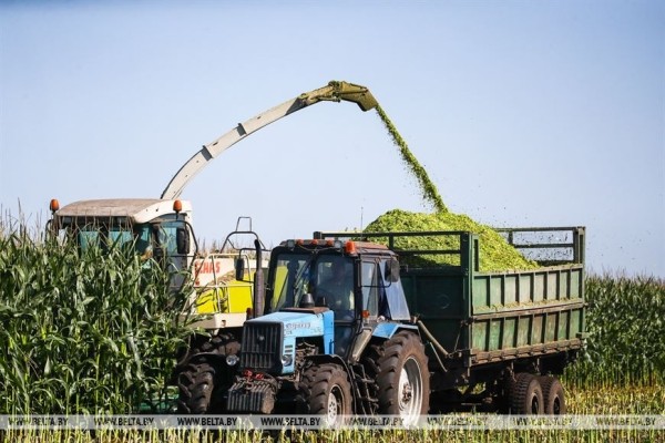 В Малоритском районе довольны урожаем кукурузы