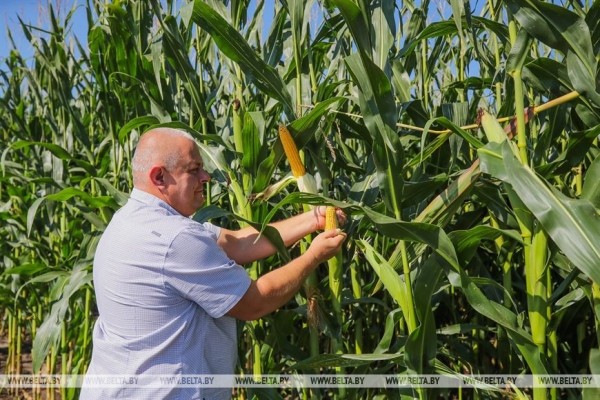 В Малоритском районе довольны урожаем кукурузы