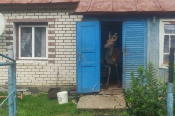 В Беларуси олень напугал женщину в лесу и собрал более 1,5 млн просмотров в TikTok. Поговорили с его хозяином
