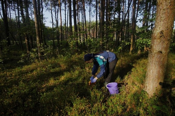 Заработала на чернике, чтобы купить iPhone 13 — девушка из Кобринского района рассказала, чем занимается и о чем мечтает Заработала на чернике, чтобы купить iPhone 13 — девушка из Кобринского района рассказала, чем занимается и о чем мечтает