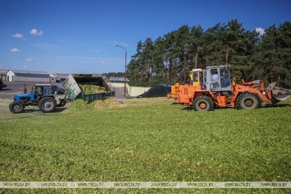 В Малоритском районе довольны урожаем кукурузы