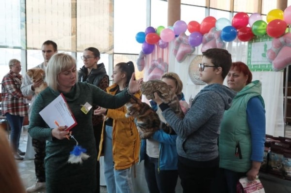 Выставка кошек в Бресте. Познакомился с бамбино, и кто такие полидакты? Выставка кошек в Бресте. Познакомился с бамбино, и кто такие полидакты?