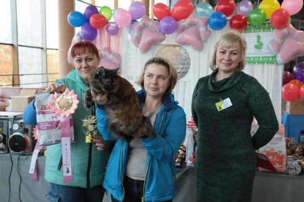 Выставка кошек в Бресте. Познакомился с бамбино, и кто такие полидакты? Выставка кошек в Бресте. Познакомился с бамбино, и кто такие полидакты?