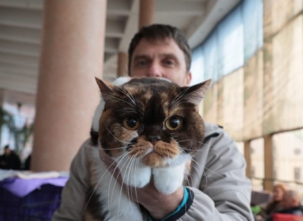 Выставка кошек в Бресте. Познакомился с бамбино, и кто такие полидакты? Выставка кошек в Бресте. Познакомился с бамбино, и кто такие полидакты?