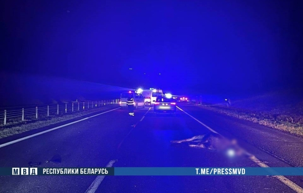 Жуткое ДТП на М1: наезд на дикое животное - погибли водитель и ребенок  