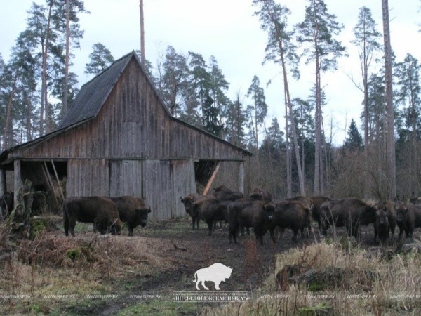 Почти все беловежские зубры вышли из лесных массивов