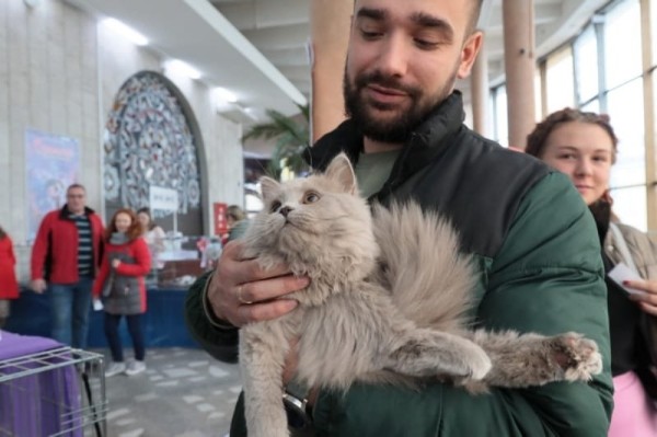 Выставка кошек в Бресте. Познакомился с бамбино, и кто такие полидакты? Выставка кошек в Бресте. Познакомился с бамбино, и кто такие полидакты?