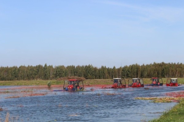 Смотрите, как на Брестчине собирают клюкву