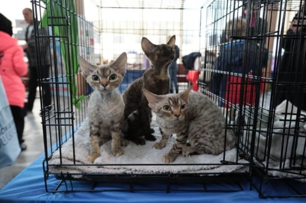 Выставка кошек в Бресте. Познакомился с бамбино, и кто такие полидакты? Выставка кошек в Бресте. Познакомился с бамбино, и кто такие полидакты?