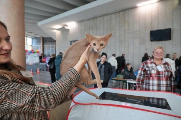 Выставка кошек в Бресте. Познакомился с бамбино, и кто такие полидакты? Выставка кошек в Бресте. Познакомился с бамбино, и кто такие полидакты?