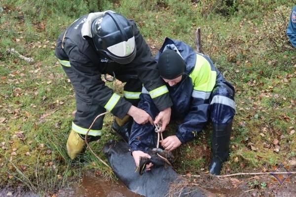 В Беларуси спасли 14 провалившихся в болото коров В Беларуси спасли 14 провалившихся в болото коров