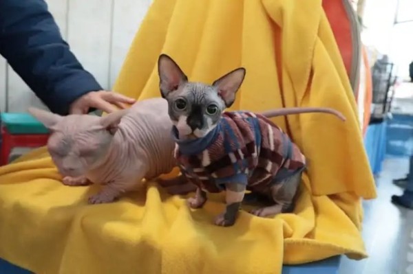 Выставка кошек в Бресте. Познакомился с бамбино, и кто такие полидакты? Выставка кошек в Бресте. Познакомился с бамбино, и кто такие полидакты?