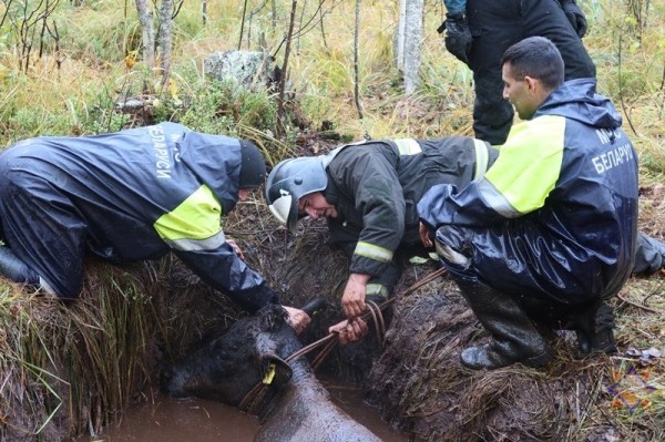 В Беларуси спасли 14 провалившихся в болото коров В Беларуси спасли 14 провалившихся в болото коров