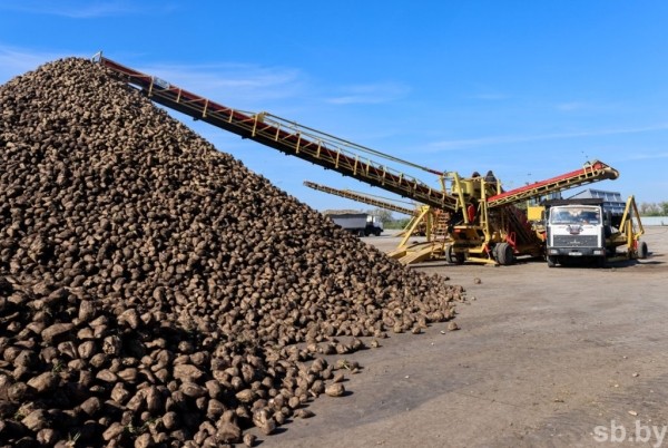 В Брестской области накопано 370 тысяч тонн сахарной свеклы В Брестской области накопано 370 тысяч тонн сахарной свеклы