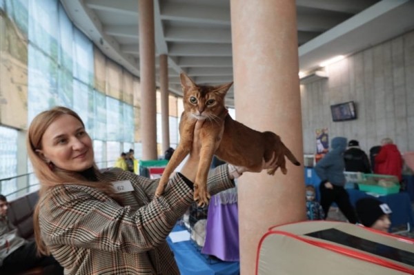 Выставка кошек в Бресте. Познакомился с бамбино, и кто такие полидакты? Выставка кошек в Бресте. Познакомился с бамбино, и кто такие полидакты?
