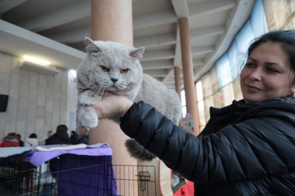 Выставка кошек в Бресте. Познакомился с бамбино, и кто такие полидакты? Выставка кошек в Бресте. Познакомился с бамбино, и кто такие полидакты?