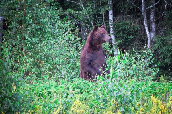 Численность медведей выросла в Беларуси почти в 7 раз: где они обитают?