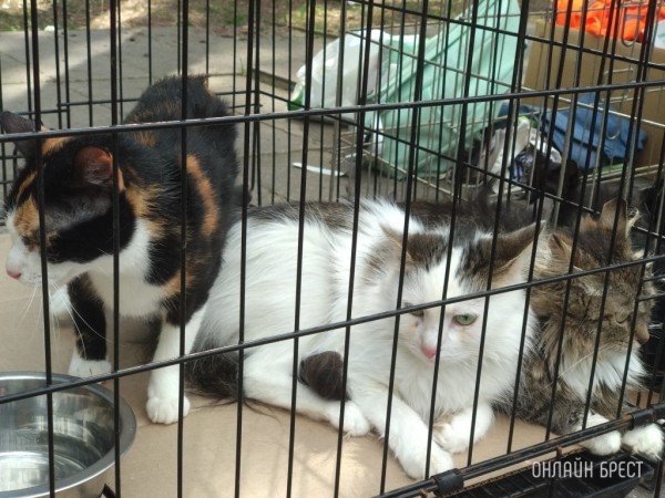 Обязательное чипирование кошек и собак предлагают ввести в Беларуси