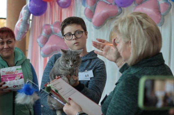 Выставка кошек в Бресте. Познакомился с бамбино, и кто такие полидакты? Выставка кошек в Бресте. Познакомился с бамбино, и кто такие полидакты?