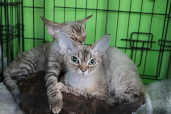 Выставка кошек в Бресте. Познакомился с бамбино, и кто такие полидакты? Выставка кошек в Бресте. Познакомился с бамбино, и кто такие полидакты?