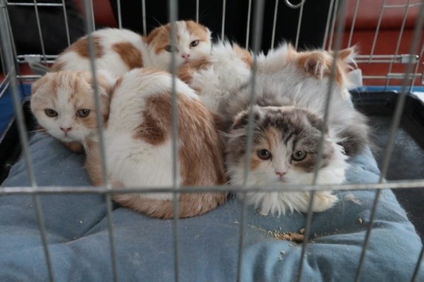 Выставка кошек в Бресте. Познакомился с бамбино, и кто такие полидакты? Выставка кошек в Бресте. Познакомился с бамбино, и кто такие полидакты?