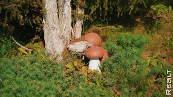 «Мечтаю, что мы здесь состаримся». Семья с тремя детьми купила обычную дачу и круто ее обновляет