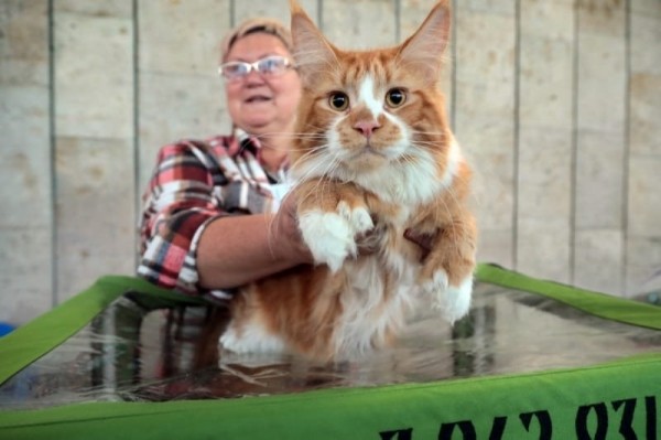 Выставка кошек в Бресте. Познакомился с бамбино, и кто такие полидакты? Выставка кошек в Бресте. Познакомился с бамбино, и кто такие полидакты?