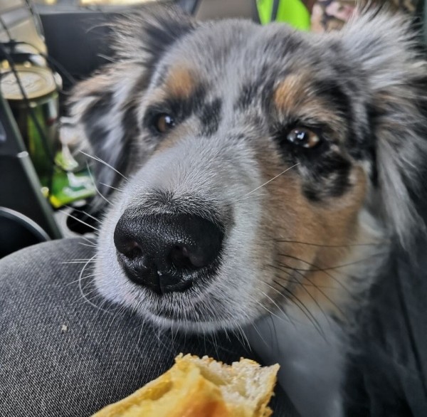 «Да хоть с крокодилом! Главное, чтобы в кабине было чисто!» Белоруска ушла в дальнобой и ездит... с собакой