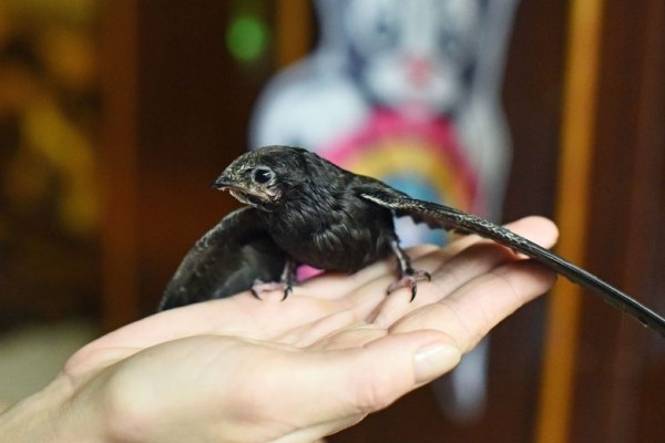 Подарок с неба. Как гомельчанка спасла и выходила птенца стрижа