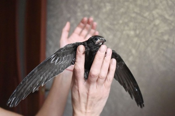 Подарок с неба. Как гомельчанка спасла и выходила птенца стрижа