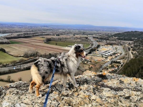 «Да хоть с крокодилом! Главное, чтобы в кабине было чисто!» Белоруска ушла в дальнобой и ездит... с собакой