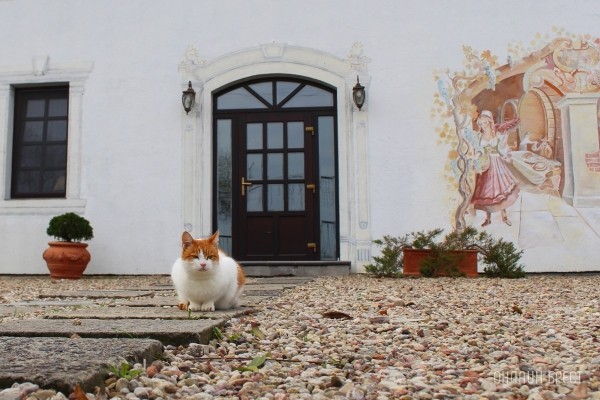 Запланируйте семейный отдых на антуражной вилле с бассейном и рестораном недалеко от Бреста. Аренда номеров, празднование торжеств в Villa Boutique Hotel Запланируйте семейный отдых на антуражной вилле с бассейном и рестораном недалеко от Бреста. Аренда номеров, празднование торжеств в Villa Boutique Hotel