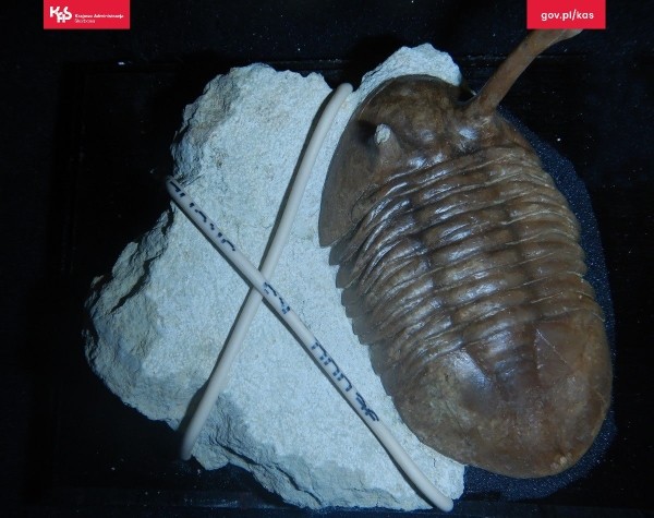 Белорус пытался контрабандой ввезти в Польшу древние окаменелости Белорус пытался контрабандой ввезти в Польшу древние окаменелости