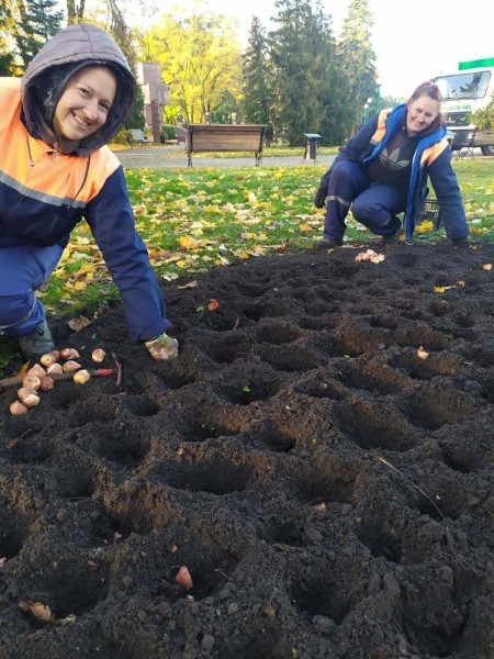 В Бресте будет высажено 50 тысяч тюльпанов В Бресте будет высажено 50 тысяч тюльпанов
