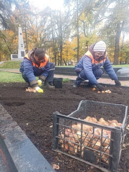 В Бресте будет высажено 50 тысяч тюльпанов В Бресте будет высажено 50 тысяч тюльпанов